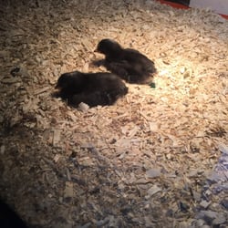 Adams C L Co - Baby fowl of some sort