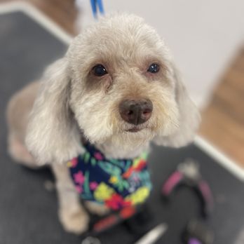 My Loyal Pups Grooming Studio - Hershey my sweet girl - Pet Groomers Near Me - Wayne, New Jersey My Loyal Pups Grooming Studio - Hershey my sweet girl - Pet Groomers Near Me - Wayne, New Jersey