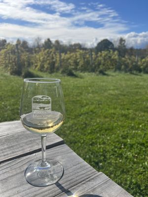 Shelburne Vineyard by null