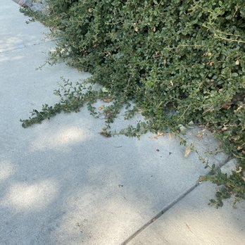 Century Landscapes - a sidewalk with plants growing on it - Landscaping Near Me - Reno, Nevada