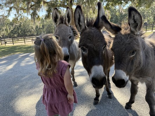 Gypsy Gold Horse Farm by null
