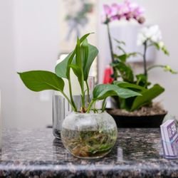 Oriental Pearl Spa