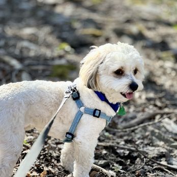 Steven’s Doggy Services - Pet Sitting Near Me Steven’s Doggy Services - Pet Sitting Near Me