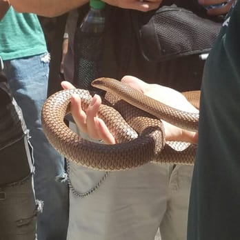 Six Flags Discovery Kingdom - Snakes - Amusement Parks Near Me - Vallejo, California Six Flags Discovery Kingdom - Snakes - Amusement Parks Near Me - Vallejo, California