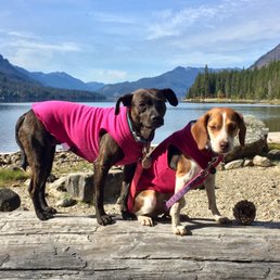 Louisa the Beagle!  And Miley our Rescue Mix!