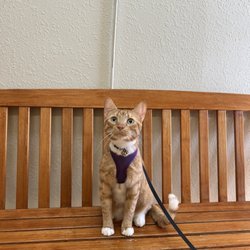 Dog & Cat Veterinary Clinic - cat