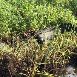 Large alligator chillin Large alligator chillin