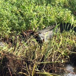 Airboat Adventures - Large alligator chillin