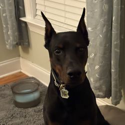 Canine Cadre - Qyrill