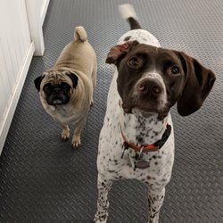 Mutt Nuts - Floki and Kona in out indoor play area
