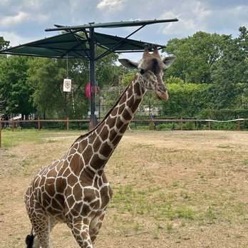 Como Park Zoo and Conservatory - Giraffe from the feeding balcony - Zoos Near Me - Saint Paul, Minnesota Como Park Zoo and Conservatory - Giraffe from the feeding balcony - Zoos Near Me - Saint Paul, Minnesota