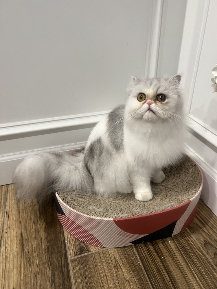 MUDDY PAWS Updated September 2024 5558 Muddy Creek Rd, West River