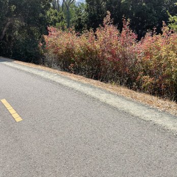 Sawyer Camp Trail - Fall Colors?? No Poison Oak along the trail! - Hiking Near Me - San Mateo, California