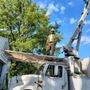 Ruben Tree Services