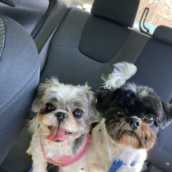 Simply Grooming By Gia - Freshly groomed pups