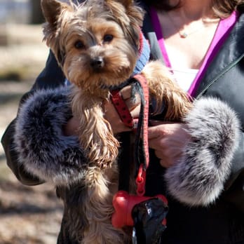 Arlington Dog Nanny - Dog Walkers Near Me - Arlington, Virginia Arlington Dog Nanny - Dog Walkers Near Me - Arlington, Virginia