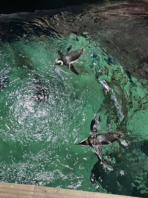 Planet Ocean Montpellier by null