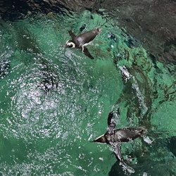 Planet Ocean Montpellier - penguin exhibit