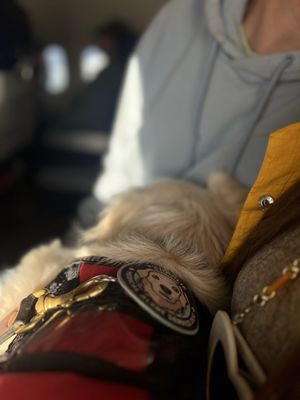 St. Louis Lambert International Airport by null