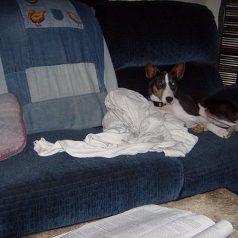 Nocturnal Kennels - one of our basenji girls - Pet Services Near Me - Roxboro, North Carolina Nocturnal Kennels - one of our basenji girls - Pet Services Near Me - Roxboro, North Carolina