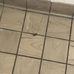 Roach in the restroom Roach in the restroom