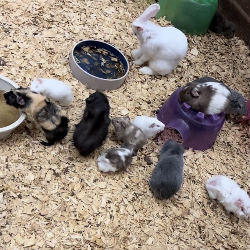 Pets & Pals - Injured guinea pig on the right. - Pet Stores Near Me - Albany, Georgia
