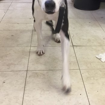 Woof Dogs - Pet Training Near Me - Loxahatchee, Florida Woof Dogs - Pet Training Near Me - Loxahatchee, Florida