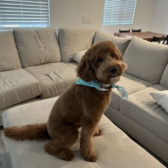 Leashes Pet Salon - the cutest dog in the world - Pet Groomers Near Me - North Las Vegas, Nevada Leashes Pet Salon - the cutest dog in the world - Pet Groomers Near Me - North Las Vegas, Nevada