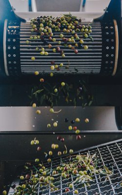 The Olive Press by null