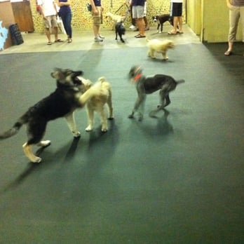Crate Escape - Puppy Kindergarten at Crate Escape! - Pet Groomers Near Me - Belmont, Massachusetts