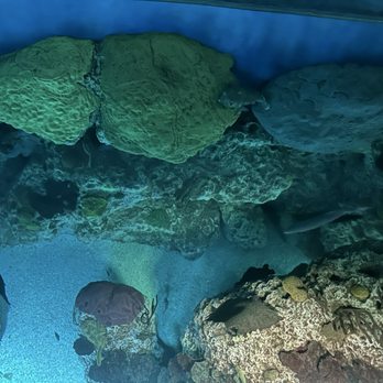 National Aquarium - Aquariums Near Me - Baltimore, Maryland National Aquarium - Aquariums Near Me - Baltimore, Maryland