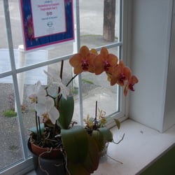 Hiroki - This orchid has been blooming for months