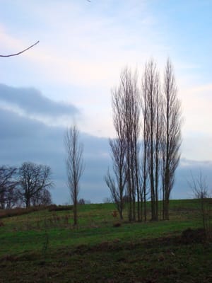 Hampstead Heath by null