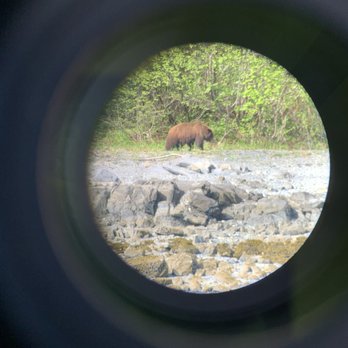 TFI Charters - Brown ("grizzly") bear on shoreline through spotting scope. - Boat Charters Near Me
