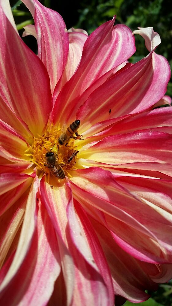Bee Friendly Apiary - beekeeping in Baltimore, MD