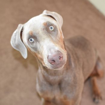 Got Poo - Mars - Dog Walkers Near Me