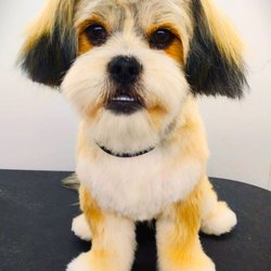Pampered Pets Parlor