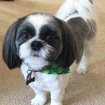 Premier Pet Salon - Pet Groomers Near Me - Plymouth, Minnesota