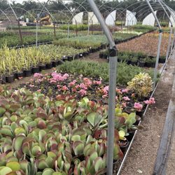 Pinedo Nursery