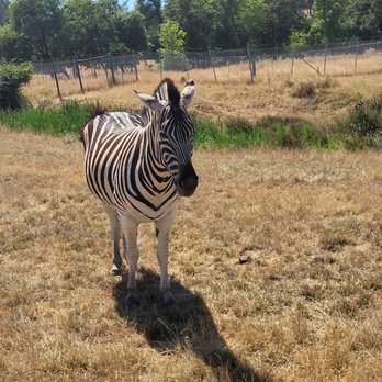 Wildlife Safari - Afro Circus performer - Zoos Near Me - Winston, Oregon Wildlife Safari - Afro Circus performer - Zoos Near Me - Winston, Oregon