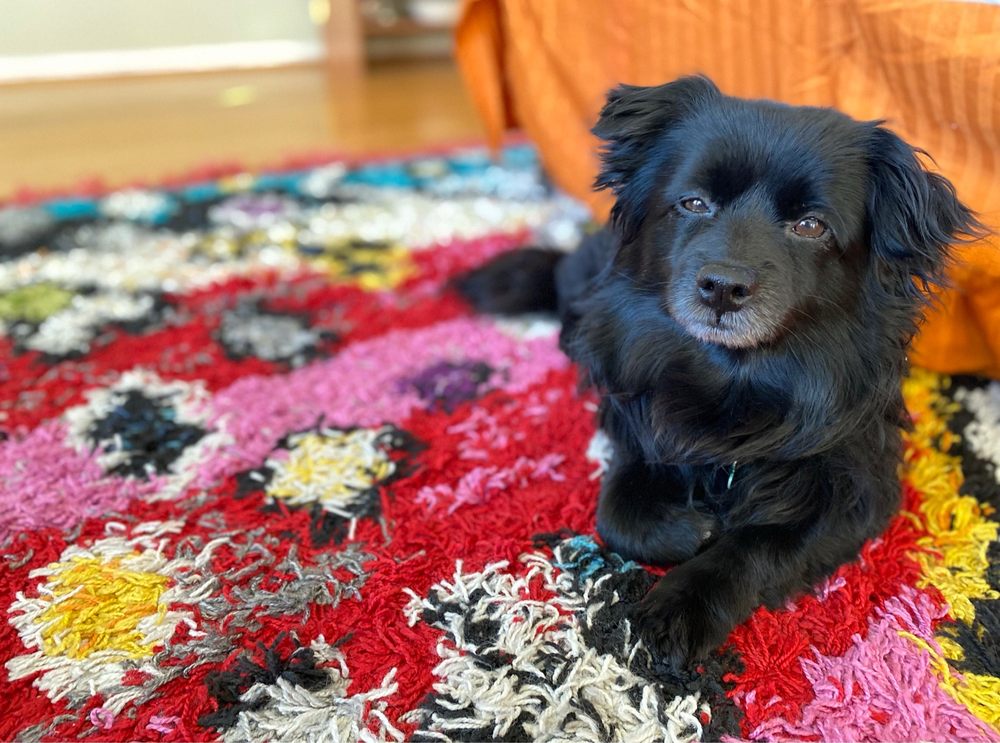 HAPPY TAILS Updated August 2024 164 Photos & 227 Reviews 4579