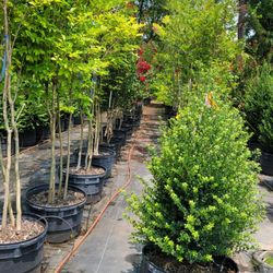 Pine Lake Nursery & Landscaping