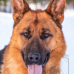Select Shepherds