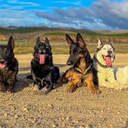 Major K9s Academy