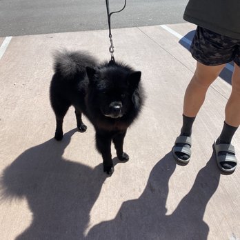 The Wag Dog Salon - Pet Groomers Near Me - Chandler, Arizona