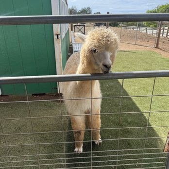Maui Alpaca - Attraction Farms Near Me - Makawao, Hawaii Maui Alpaca - Attraction Farms Near Me - Makawao, Hawaii