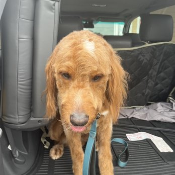 Dirty Dog Wash - Pet Groomers Near Me - Chesterfield, Missouri Dirty Dog Wash - Pet Groomers Near Me - Chesterfield, Missouri