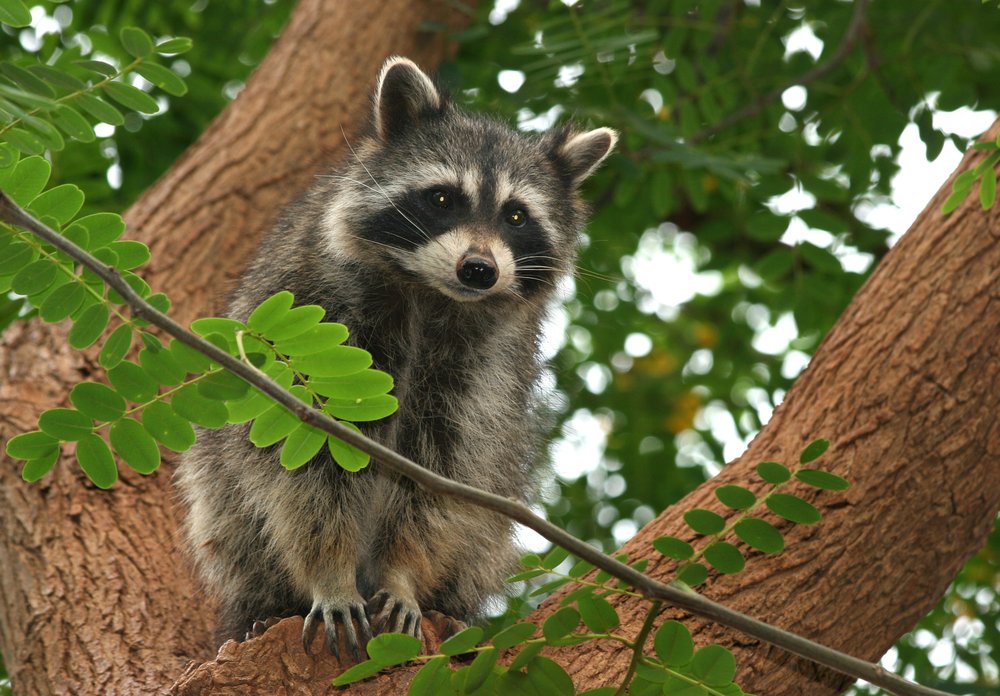 Slide of Top Notch Roofing