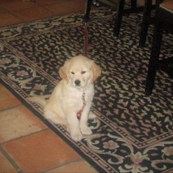 Bruce Lincis Dog Training - Our little puppy!