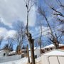 DB Tree Care